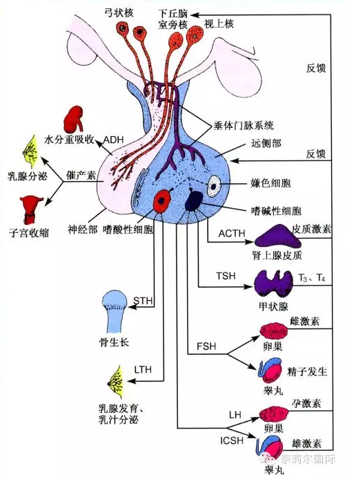 性腺轴负责保证女性雌激素,孕激素和少量雄激素的正常分泌,进而延缓